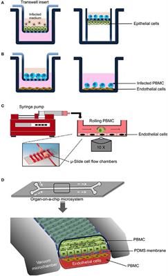 EHV-1 Pathogenesis: Current in vitro Models and Future Perspectives